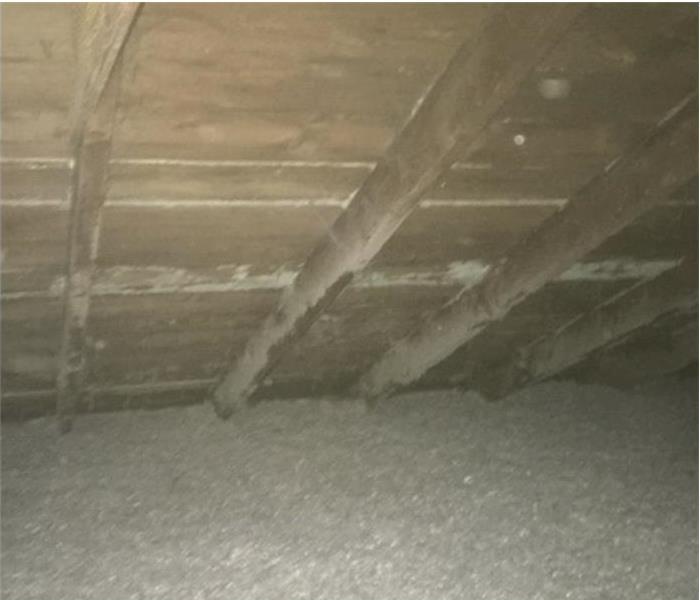 Mold growth in the attic of one home. 