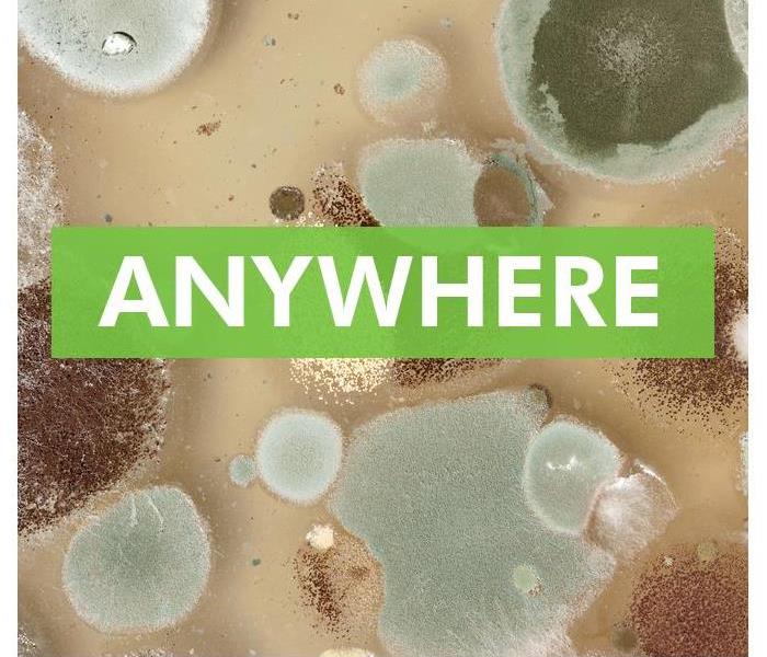 Phrase Anywhere background of mold spore